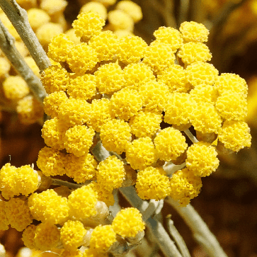 Immortelle Floral Water
