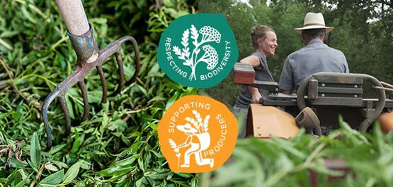 Inspirational Producers of Verbena