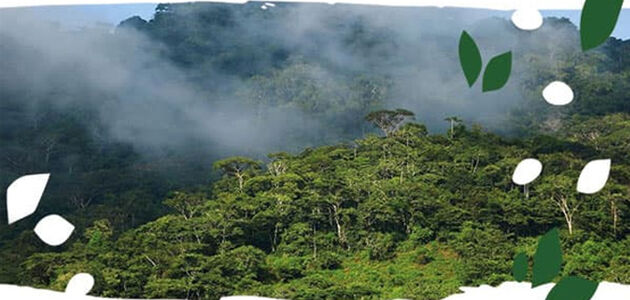 TREES ARE AT THE HEART OF BIODIVERSITY