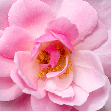 Damascena Rose Essential Oil