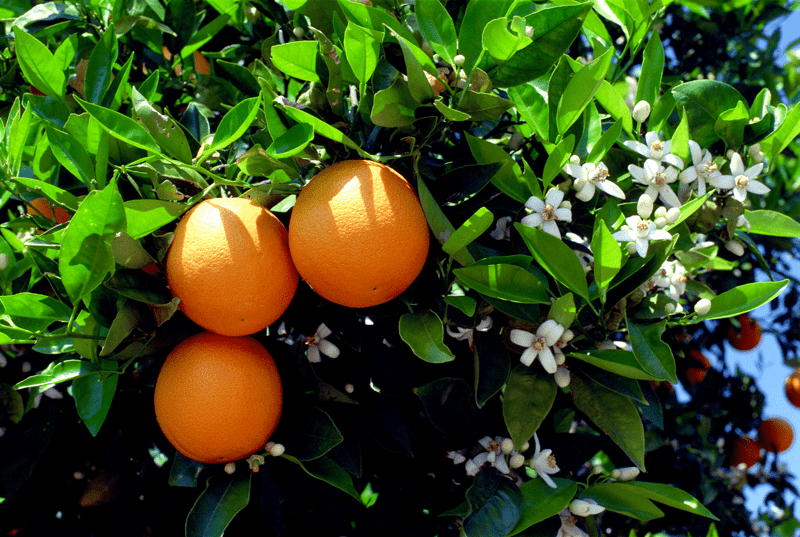 ORANGE SWEET E.O