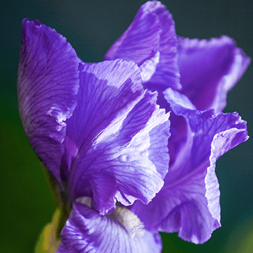 Iris Extract
