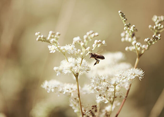 Meadowsweet Flower, The Reine des P&eacute;rs, Illuminating Petals, Radiant White Flowers, Bee Pollinating, Respecting Biodiversity, Reine Blanche, Ingredient, Ethically Sourced