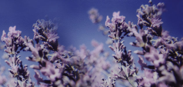 French Lavender, Purple Hues, Lavender Fields, Haute-Provence, Picnic, Nature, Healing  