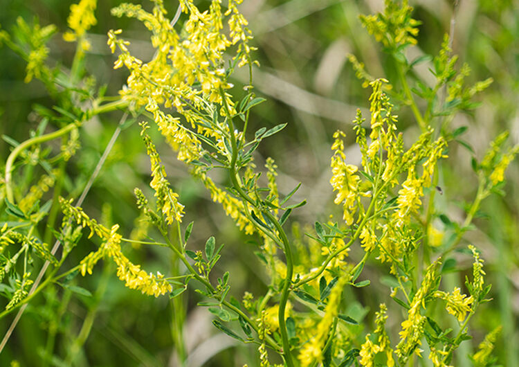 Sweet Clover Ingredient