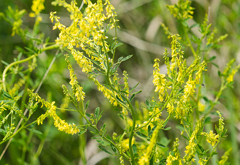 Sweet Clover Ingredient