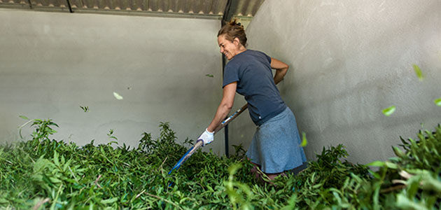 Magalie Mary Cultivating Verbena, Aromatic Herb from Provence, Sustainable Agriculture, Distillery 
