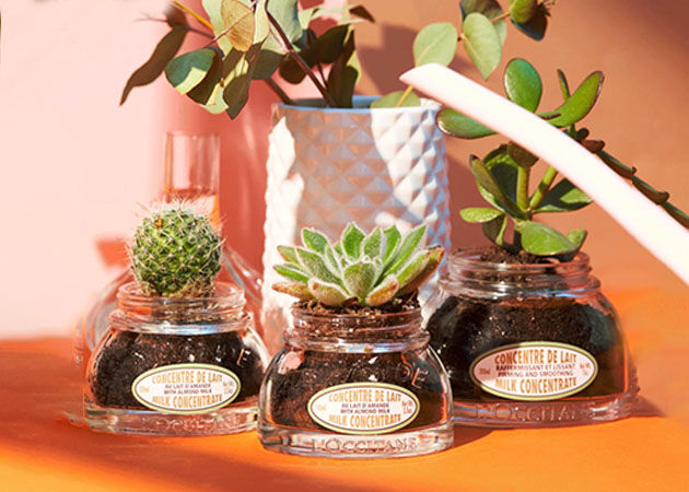 Milk Concentrate Glass Jars, Reuse, Plant Pots, Small Garden 