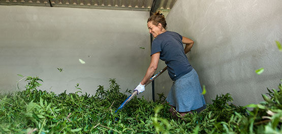 Magalie Mary Cultivating Verbena, Aromatic Herb from Provence, Sustainable Agriculture, Distillery 