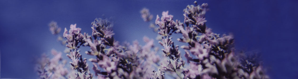 French Lavender, Purple Hues, Lavender Fields, Haute-Provence, Picnic, Nature, Healing  