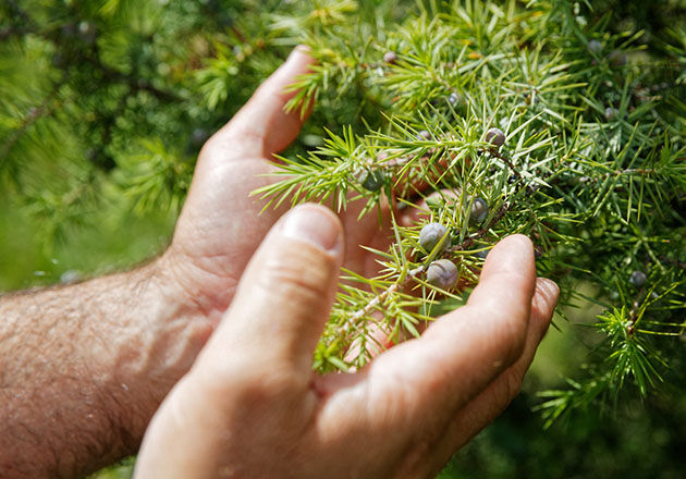 Cade, Wild Juniper, Sustainable Sourcing 
