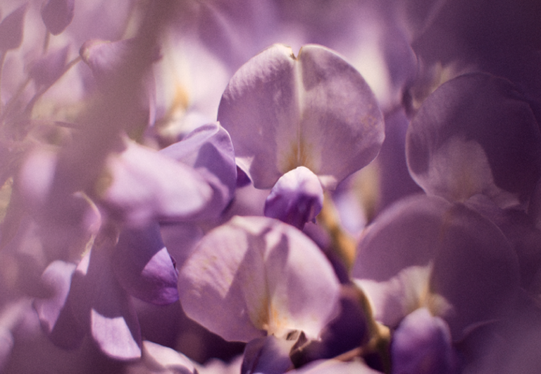 Glycine Ingredients