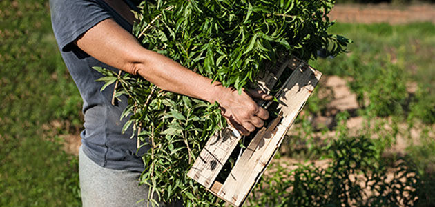Freshly Picked Verbena Leaves, Verbena Fields, Cultivating Verbena, Organic Verbena, Natural Ingredient, Verbena Harvest, Fresh, Invigorating, Revitalising 