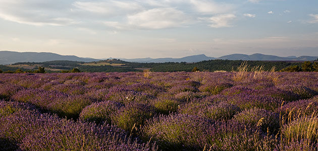 Lavender fields in Haute-Provence, L'OCCITANE Lavender, French Lavender, Organic, Natural, Fair Trade, Respecting Biodiversity, Ecology 