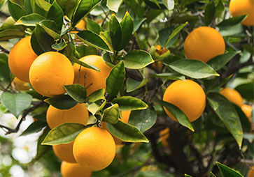 Orange Tree, Oranges, Leaves, Top Note, Osmanthus, Ingredients