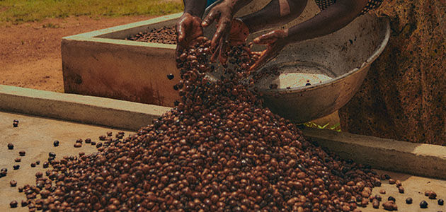 Organic Shea Butter, Ingredient, Raw Shea Nut, Burkina Faso, Fair Trade, Empowering Women, Supporting Producers, Women's Gold, Production Process, Traditional, Handmade, Celebrating Craftsmanship, All Skin Types, All Ages, Nourishing, Comforting