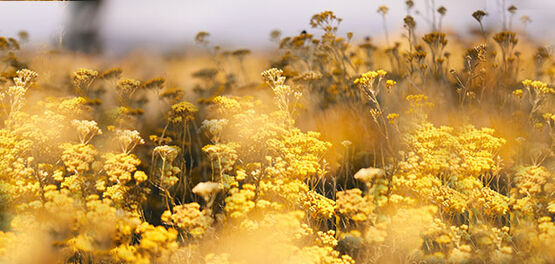 Our Immortelle Ingredient