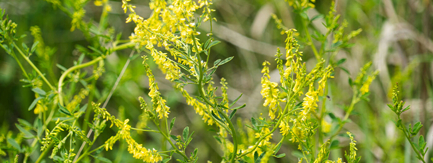 Sweet Clover Ingredient