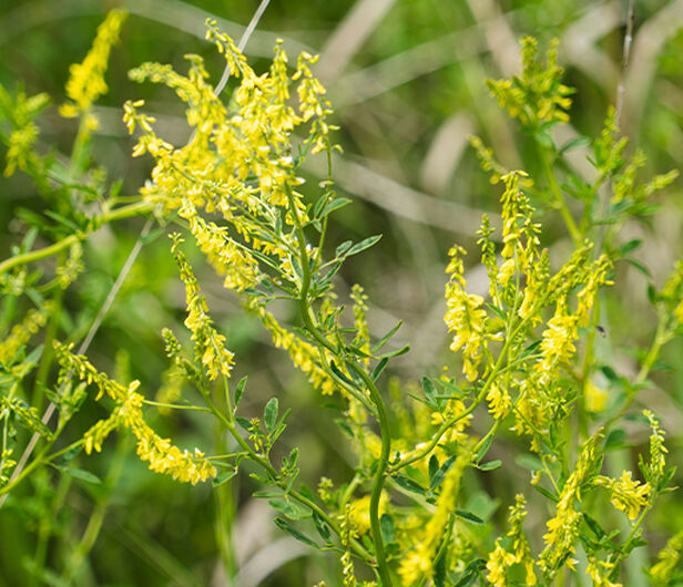 Sweet Clover Ingredient