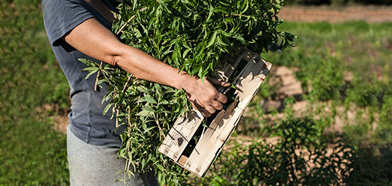 Freshly Picked Verbena Leaves, Verbena Fields, Cultivating Verbena, Organic Verbena, Natural Ingredient, Verbena Harvest, Fresh, Invigorating, Revitalising 