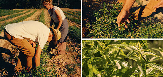 Our Verbena Ingredient, Verbena Leaves, Provence, Green, Natural, Organic, Fair Trade, Supporting Producers, Inspirational Producers, Respecting Biodiversity, Fresh, Revitalising, Lemony   
