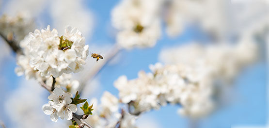Cherry Blossom Tree, Pure White Flowers, Spring, Blossom, Bee, Provencal landscape, Lub&eacute;ron , Sweet, Fruity, Anti-oxidant, Anti-inflammatory 