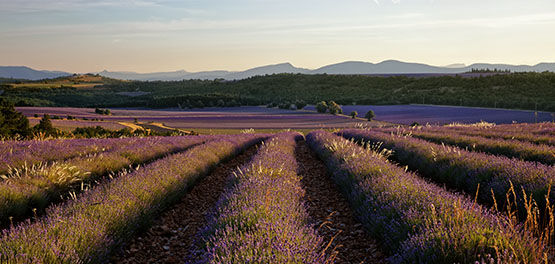 Lavender field in Haute-Provence, L'OCCITANE, Blue Gold Week