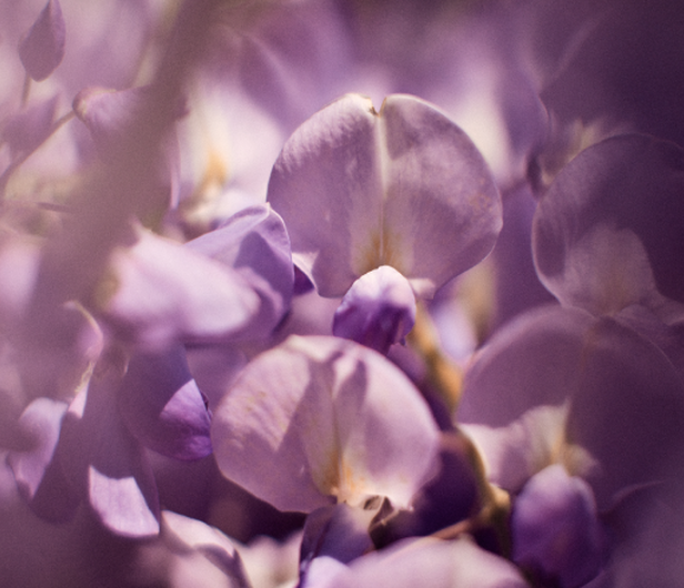 Glycine Ingredients