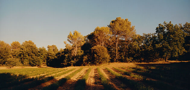 Net Zero Commitment - Sustainable Beauty | L'Occitane