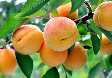 Apricot Tree, Apricots, Leaves, Top Note, Osmanthus, Ingredients