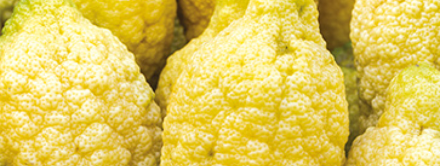 Cedrat Ingredient