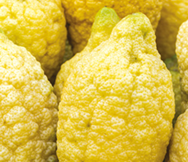 Cedrat Ingredient
