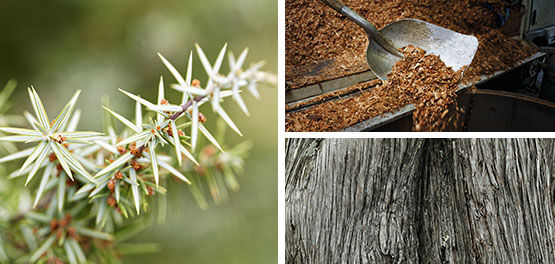 Cade Wood - Juniper Oil - Natural Ingredients | L'Occitane