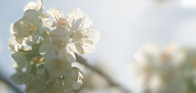 Cherry Blossom Tree, Pure White Flowers, Spring, Blossom, Provencal landscape, Lub&eacute;ron 