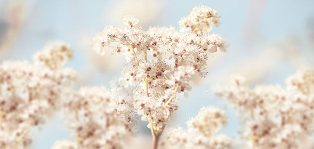 Meadowsweet Flowers, The Reine des P&eacute;rs, Illuminating Petals, Radiant White Flowers, Light Blue Sky, Reine Blanche, Ingredient 