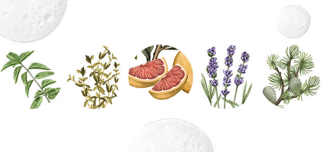 Purifying Freshness Shampoo, Purifying Freshness Conditioner, Ingredients, Mint, Thyme, Grapefruit, Lavender, Cedar, Natural, Silicone Free, Sulphate Free