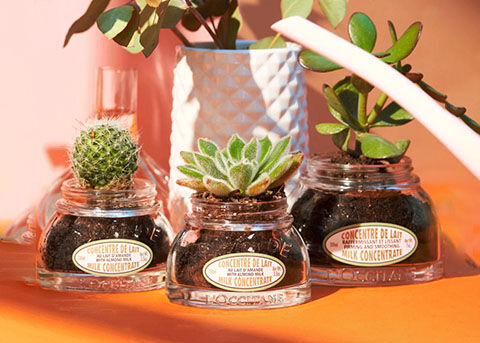 Milk Concentrate Glass Jars, Reuse, Plant Pots, Small Garden 