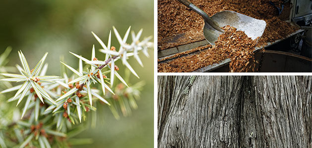 Cade | Natural Ingredients Juniper Oil | L'OCCITANE UK