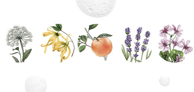 Intensive Repair Shampoo, Intensive Repair Conditioner, Ingredients, Angelica, Ylang-Ylang, Sweet Orange, Lavender, Geranium, Natural, Silicone Free, Sulphate Free