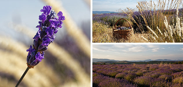 Our Lavender Ingredient