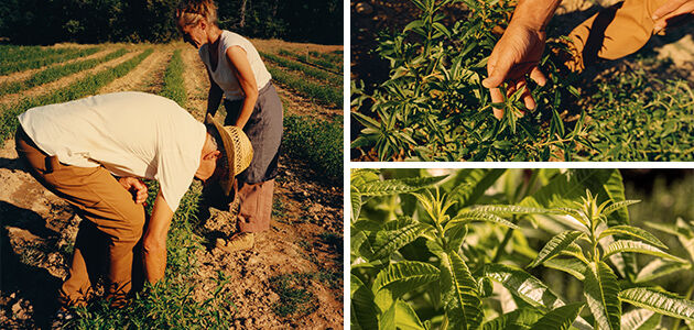 Our Verbena Ingredient, Verbena Leaves, Provence, Green, Natural, Organic, Fair Trade, Supporting Producers, Inspirational Producers, Respecting Biodiversity, Fresh, Revitalising, Lemony   