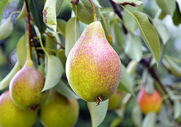 Pear Tree, Pears, Leaves, Top Note, Osmanthus, Ingredients