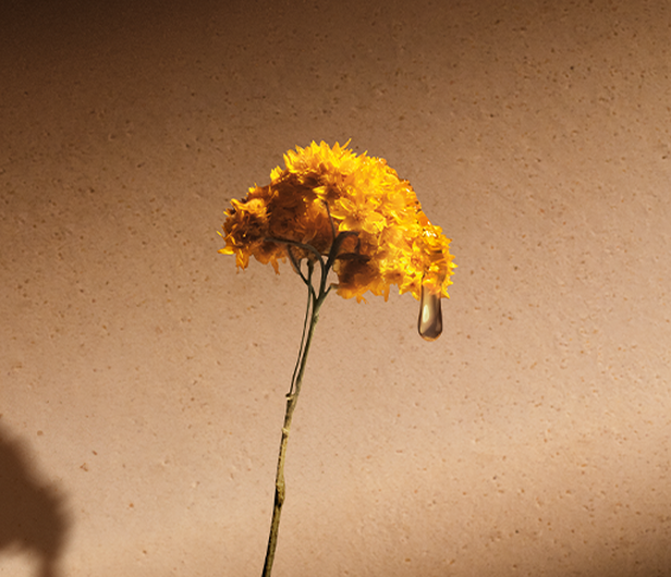 Immortelle Flowers