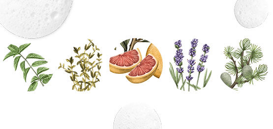 Purifying Freshness Shampoo, Purifying Freshness Conditioner, Ingredients, Mint, Thyme, Grapefruit, Lavender, Cedar, Natural, Silicone Free, Sulphate Free
