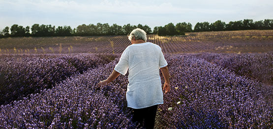 How Does L'OCCITANE Contribute to Protect Lavender?