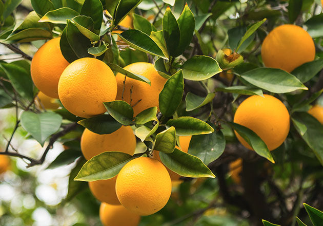 Orange Tree, Oranges, Leaves, Top Note, Osmanthus, Ingredients