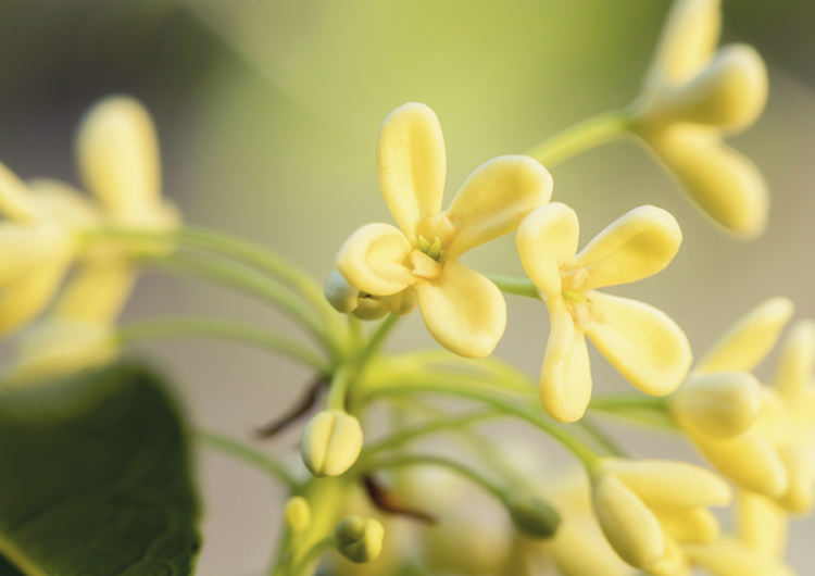Osmanthus Ingredient