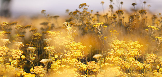 Immortelle, Immortelle Flower, Immortelle Flower Fields, Ingredient, Natural, Organic, Fair-trade, Ethical, L'OCCITANE Partnership, Supporting Producers, Corsica, Island of Beauty, South of France, Traceable, Unique Anti-ageing Properties, Natural Retinol, Golden Sun 