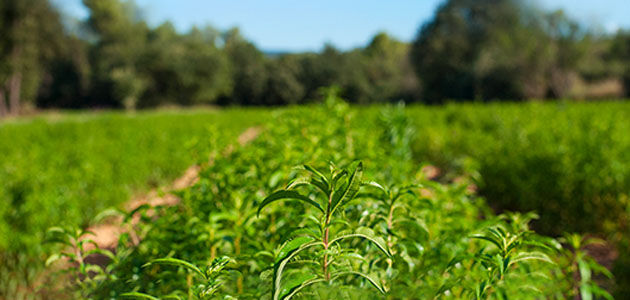 Verbena Fields, Summer, Organic Verbena Cultivation, Fresh Scent, Vibrant Green, Organic, Harvests, Local and Ethical Sourcing, Natural Landscape 