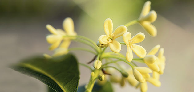 Osmanthus Collection, Osmanthus Flowers, Yellow Flowers, China, Responsibly Sourced, Supporting Producers, Spring, Floral, Soft, Sweet, Vibrantly Fruity